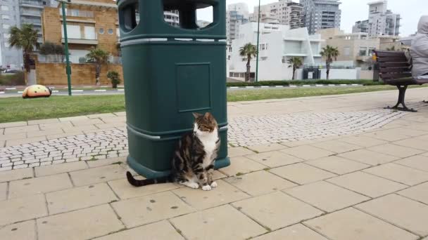 Isarel Netanya March 2020 通りに座っている大きな美しい灰色の猫 — ストック動画