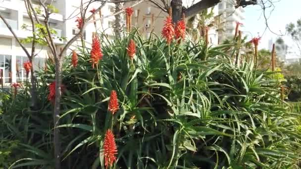 Κόκκινα Λουλούδια Για Aloe Succulent Plant — Αρχείο Βίντεο