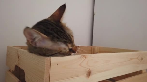 Gatto Grigio Una Scatola Legno — Video Stock