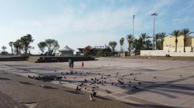 ISRAEL - Netanya, 16 Mart 2020: Meydanda kırmızı fayanslarla döşenmiş büyük bir güvercin sürüsü