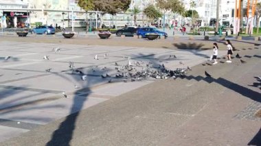 ISRAEL - Netanya, 16 Mart 2020: Meydanda kırmızı fayanslarla döşenmiş büyük bir güvercin sürüsü