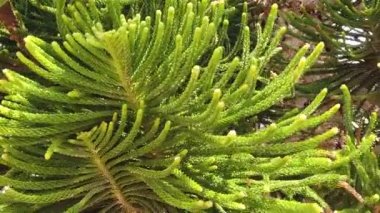 Güneşli bir günde huş ağacı yapraklarını rüzgârda bırakır.