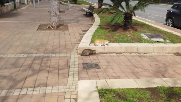 Salvaje Callejón Gato Defendiendo Comida Calle — Vídeo de stock