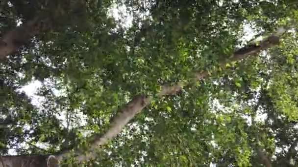 Feuilles de bouleau dans le vent par une journée ensoleillée 