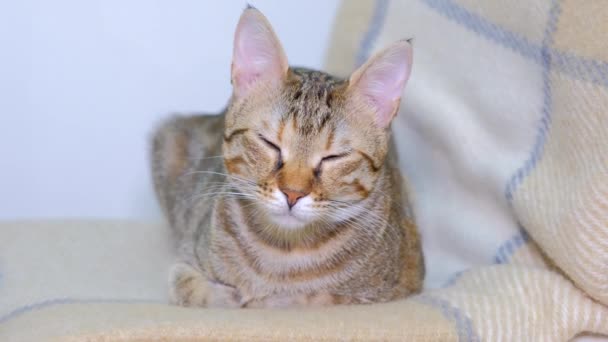 Tabby Cat Lies Stares Intently Camera — Stock Video