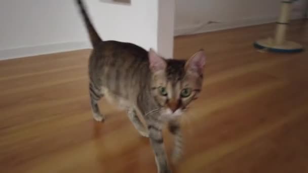 chat domestique rayé gris marche derrière la caméra 