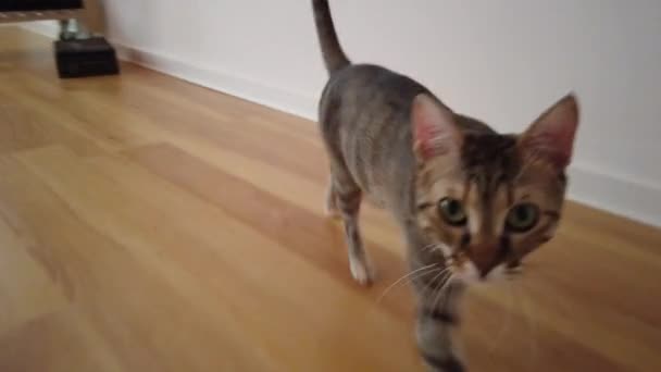 Серая Полосатая Бытовая Кошка Идет Камерой — стоковое видео