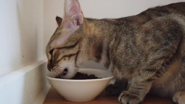 灰色の縞模様の国内猫は丼物 — ストック動画