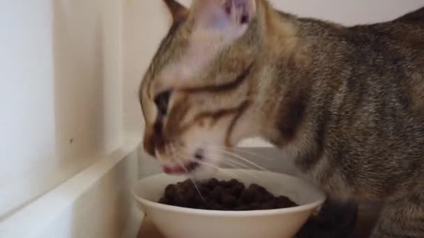 Šedé Pruhované Domácí Kočka Jíst Miska Jídlo — Stock video