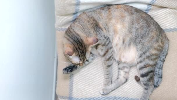 Gray Domestic Tabby Cat Lies Chair Washes — Stock Video