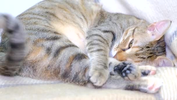 Tabby Cat Lies Stares Intently Camera — Stock Video