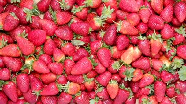 特写女性的手添加草莓新鲜美味的大 — 图库视频影像