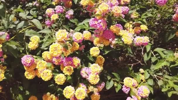 Pink Lantana Camara Flowers Israel — 图库视频影像