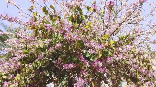 Bauhinia Purpurea Ağaçta Mor Orkide Çiçekleri — Stok video