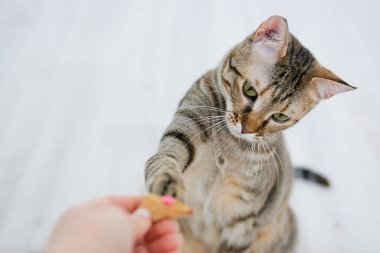 Kedi güzel gri tekir fare ile oynuyor.