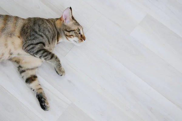 Cat gray striped fat pregnant looking at the camera — Stock Photo, Image