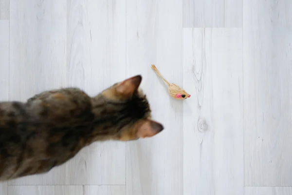 Belo gato cinza tabby jogando com um mouse de brinquedo favorito — Fotografia de Stock