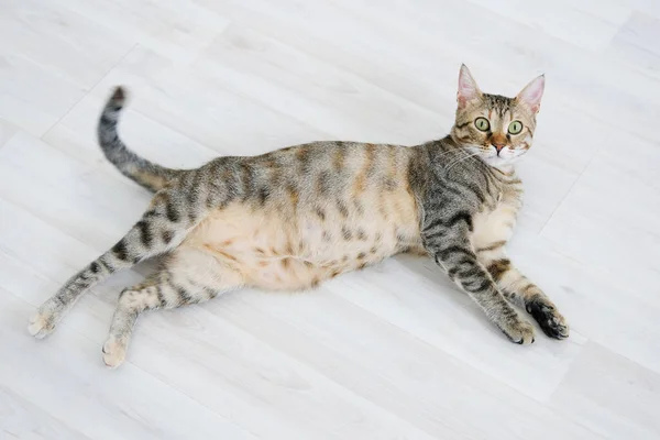 Katze grau gestreift Fett schwanger Blick in die Kamera Stockbild