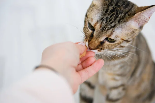 Katze schön grau gestromt spielt mit einer Lieblings-Spielzeugmaus lizenzfreie Stockfotos