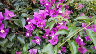 bougainvillea ağacı kocaman bir çalı yetiştirir.