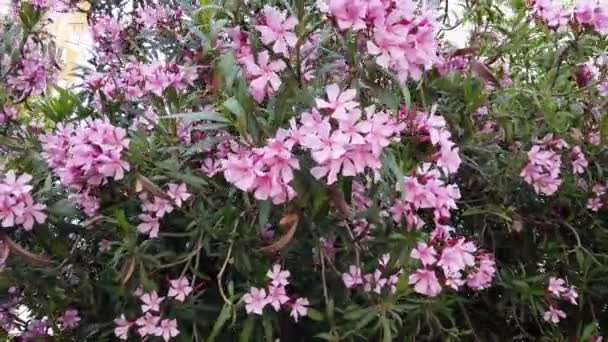 Oleandra rosa ordinärt växer en stor ros Bush — Stockvideo