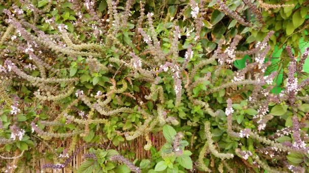 Basilico alla cannella o basilico tailandese (Ocimum basilicum) foglie e fiori — Video Stock