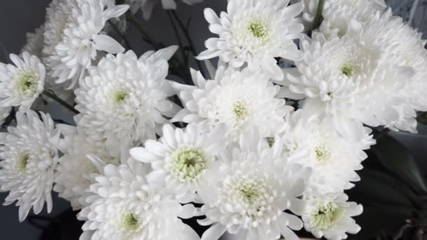 Bunch Blooming White Chrysanthemum Flower — Stock Video