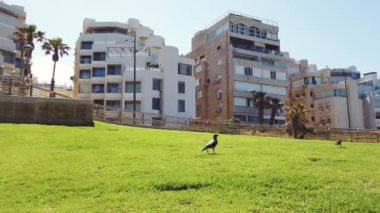 Büyük siyah bir karga yeşil çimlerde yürüyor.