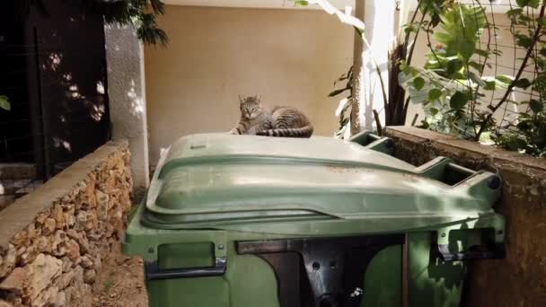 灰色の通りの猫はゴミ箱に横たわってカメラを見て — ストック動画