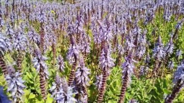 Coleus Ağacı Bahçede, Solenostemon, Plectranthus scutellarioides