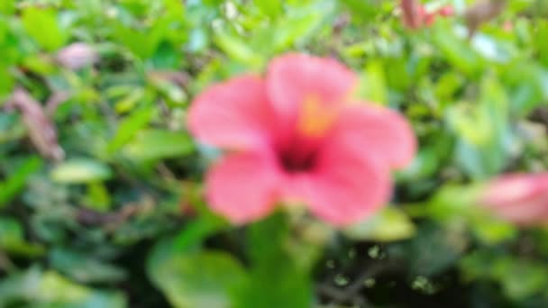 Κόκκινο Λουλούδι Ιβίσκος Στο Τέλος Του Απογεύματος Ζεστό Φως Του — Αρχείο Βίντεο