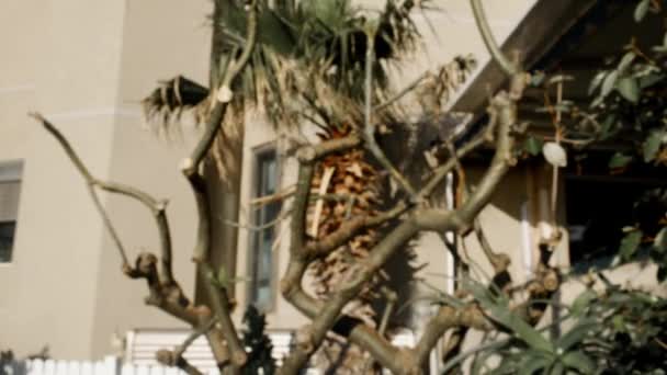 Расплывчатый Ствол Дерева Листьев Возле Жилого Дома — стоковое видео