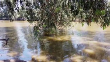 Çamurlu su ve okaliptüs ağaçları için gölet