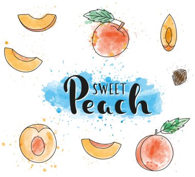 Suluboya şeftali. Tamamı ve parçaları. İzole edilmiş Vector hisse senedi çizimi. Beyaz arka planda renkli meyve seti. Harf. 