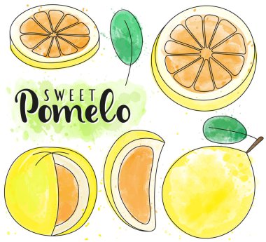 Pomelo. Tamamı ve parçaları. Vektör hisse senedi çizimi. Suluboya meyve seti beyaz arka planda izole edildi. Harf.
