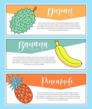 Taze meyve pankartı. Durian, muz, ananas harfleri ve illüstrasyon. Vektör stok yiyecek ve içecek tasarımı. 