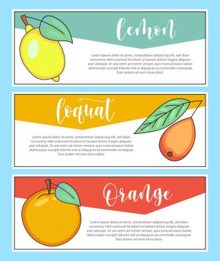 Taze meyve pankartı. Portakal, lokuat, limon harfleri ve çizimler. Vektör stok yiyecek ve içecek tasarımı. 
