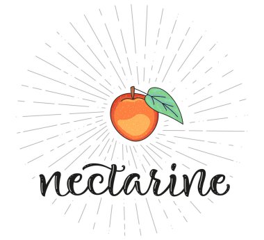 Nektarin. Çiftlik pazarı menüsü için meyve sembolü. Sağlıklı gıda tasarımı. Vektör hisse senedi çizimi. Harf