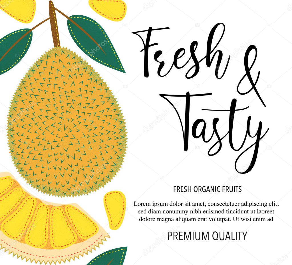 Vector background with durian, whole and pieces. Vector stock illustration isolated on white background. Card design with fruits. Product information and lettering Fresh and Tasty.