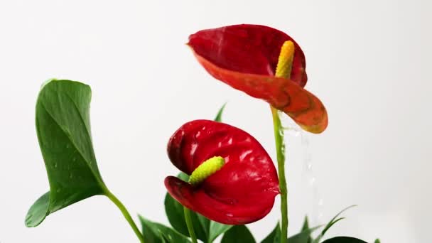 El agua fluye por una flor roja, spathiphyllium, calla flor roja, HD — Vídeo de stock