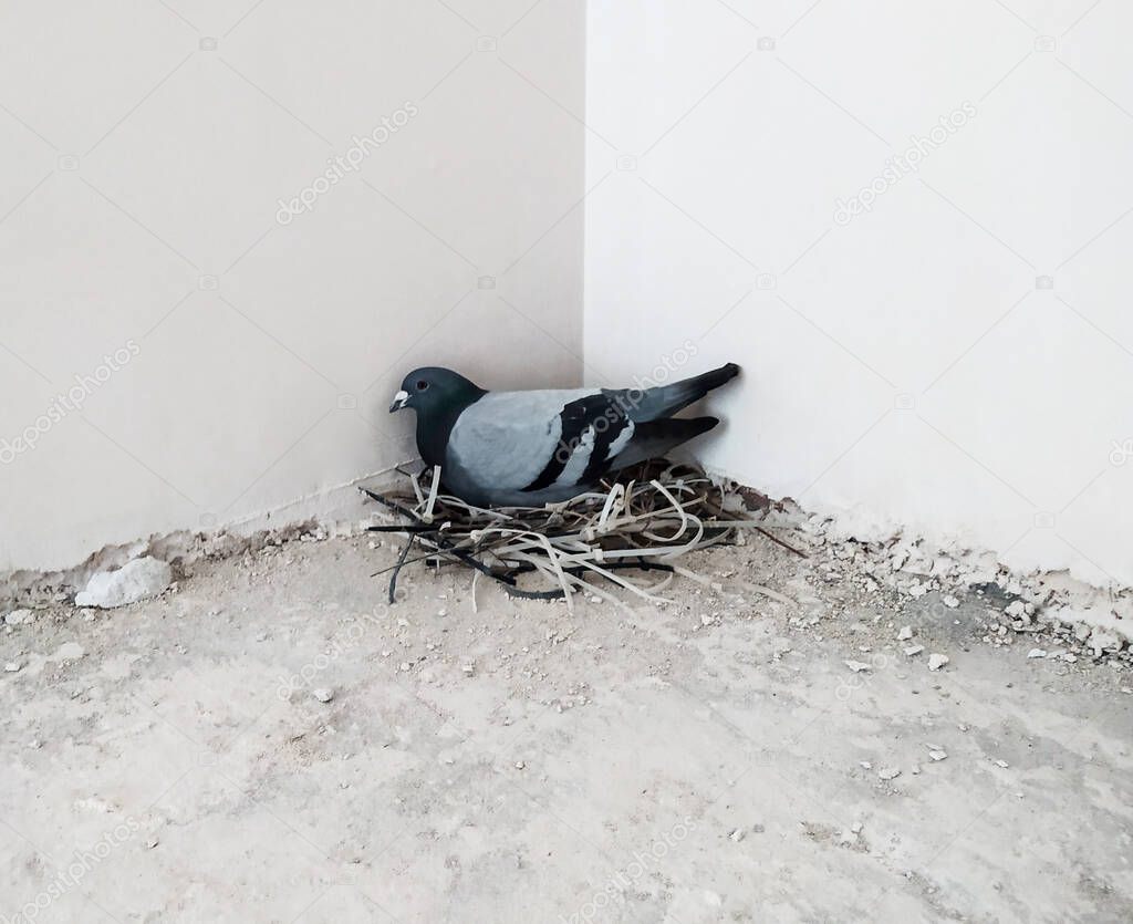 A dove sits in a nest in a house under construction.