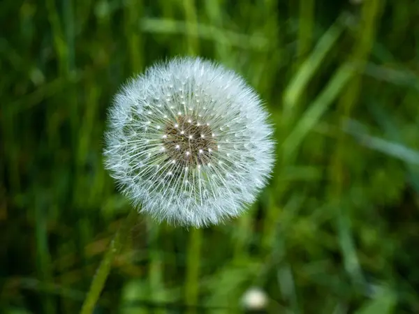 Witte paardenbloem close-up geïsoleerd in groen gras. — Stockfoto