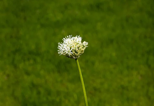 Wilde Blume, Gras in Nahaufnahme auf verschwommenem Hintergrund. — Stockfoto