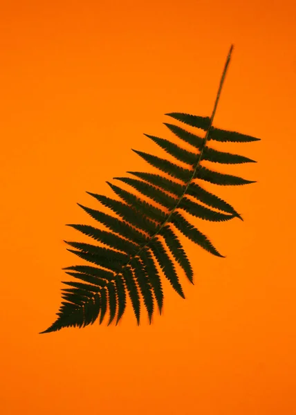 Gröna ormbunkar grenar på orange bakgrund. Popop-stil. — Stockfoto