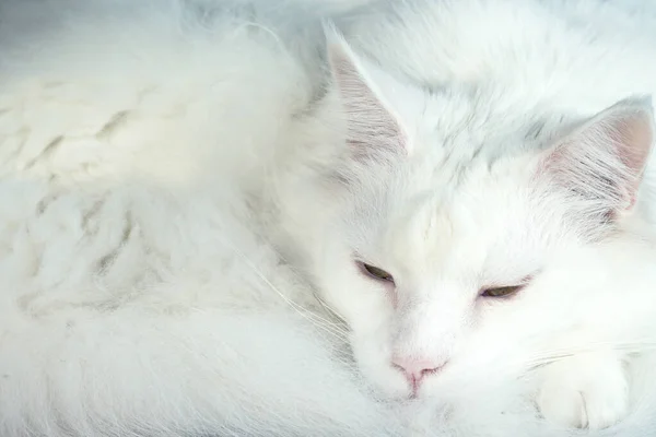 Gato blanco esponjoso acurrucado. Humor de invierno. Un fondo acogedor . — Foto de Stock