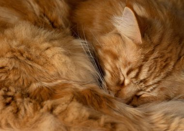 Kırmızı tüylü kedi kıvrıldı. Kış havası. Samimi bir arkaplan.