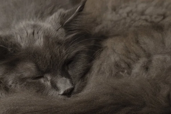 Grey fluffy cat curled up. Winter mood. A cozy background.