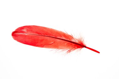 Beyaz arka planda çok renkli tüyler izole edilmiş. Moda renkleri.