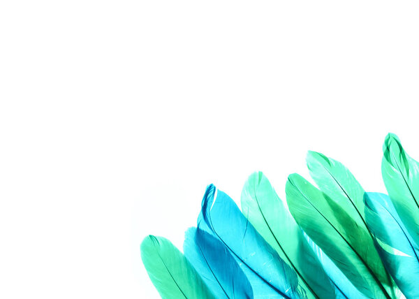 Multi-colored feathers isolated on a white background. Trendy colors.