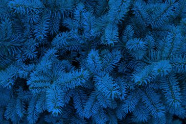 Mavi ladin arka planı. Dallara yakın çekimde iğneler.